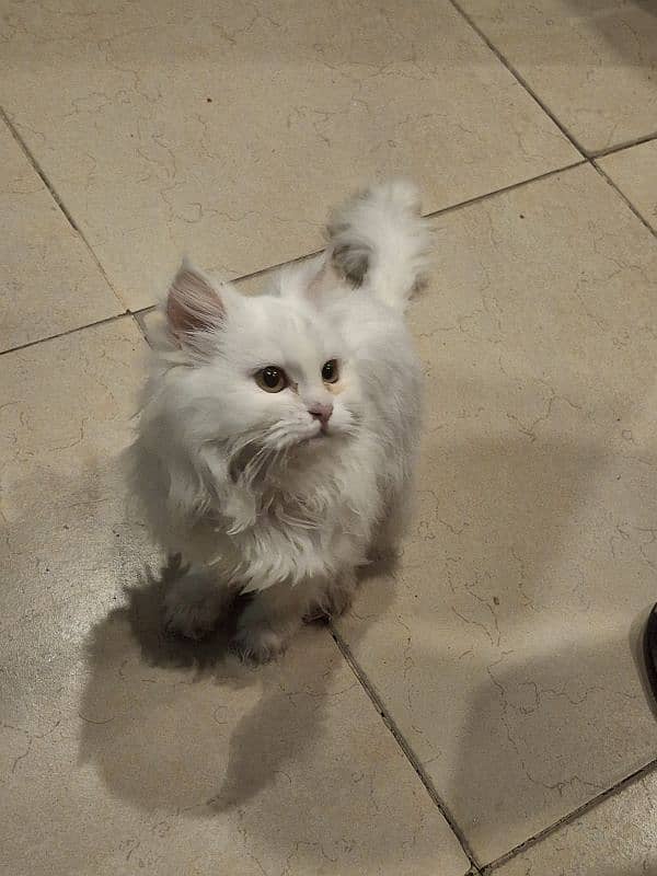 white Persian female kitten for sale 1