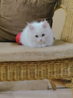 Persian Kitten Triple coated with accessories