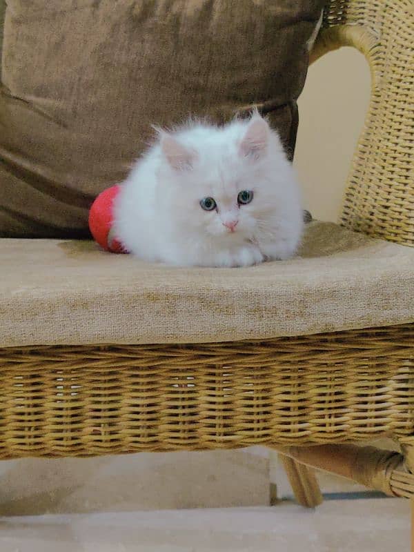 Persian Kitten Triple coated with accessories 0