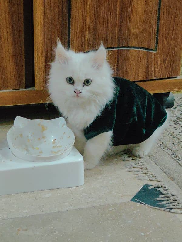 Persian Kitten Triple coated with accessories 1