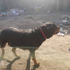 Rottweiler