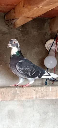 Pigeon