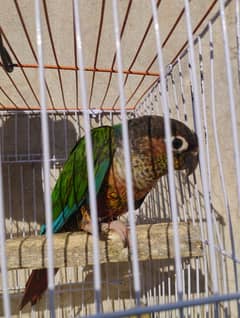 Green cheeked Conure