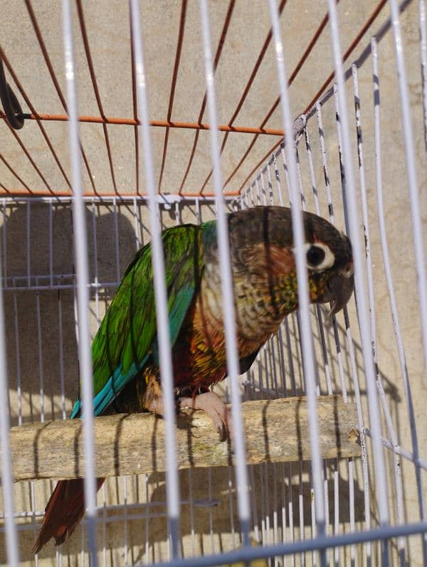 Green cheeked Conure 0