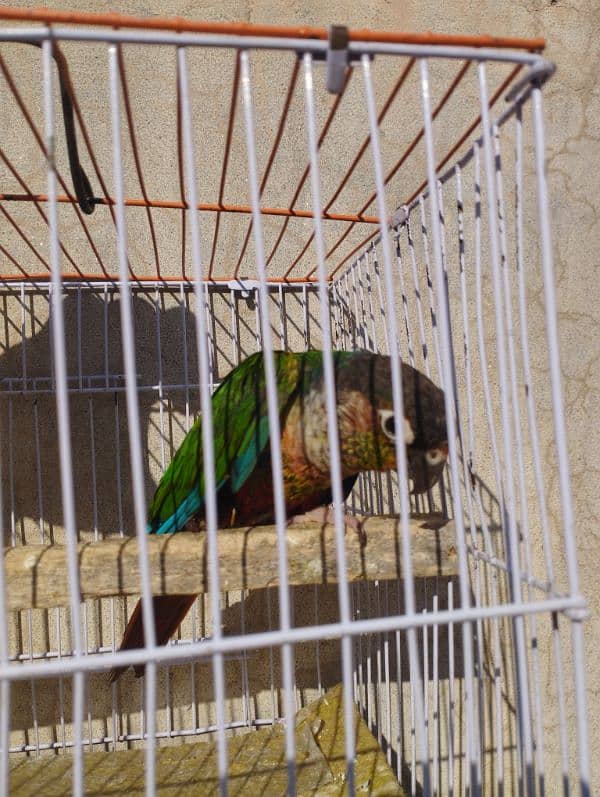 Green cheeked Conure 1