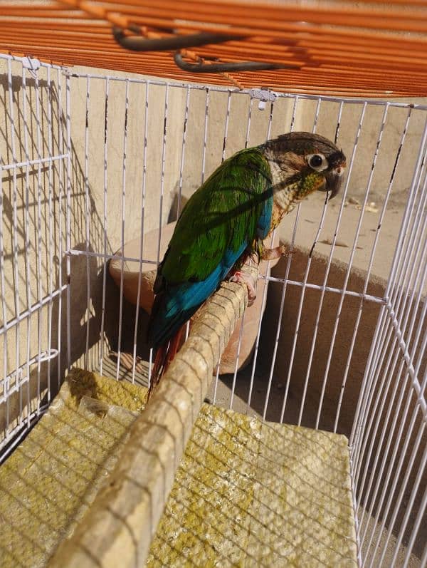 Green cheeked Conure 2