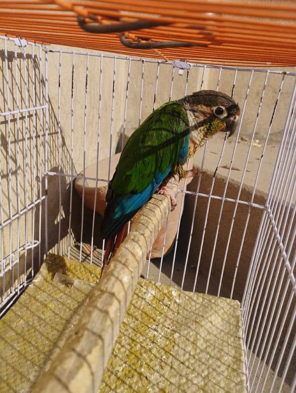 Green cheeked Conure 3