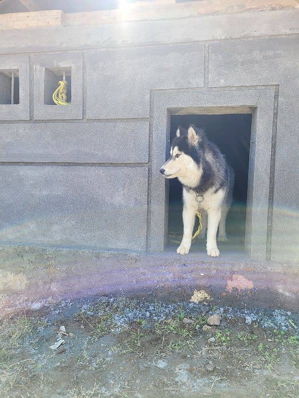 Siberian husky male / female available for sale 2