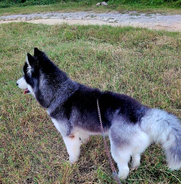 Siberian husky male / female available for sale 4