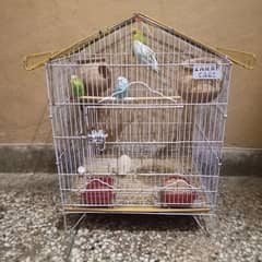 Australian parrot budgies 4 pair with cage