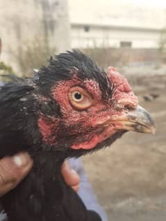 aseel hen for sale and exchange