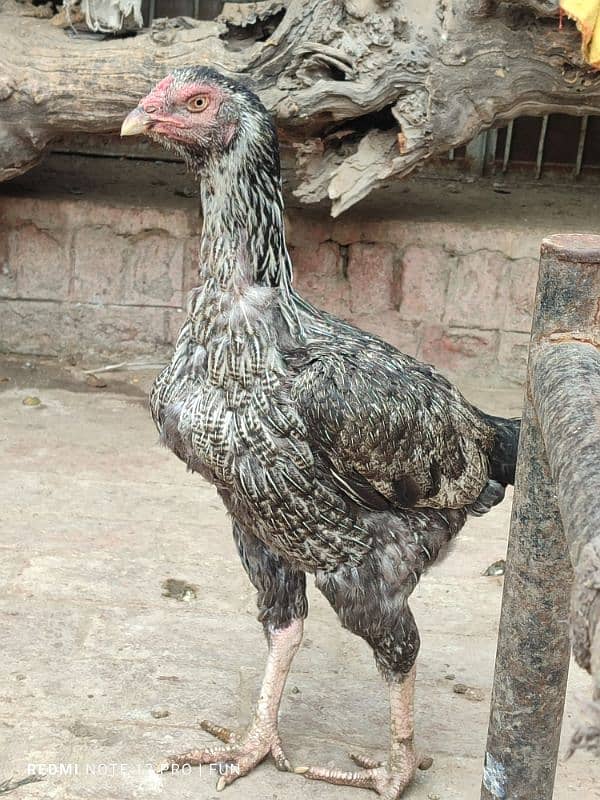 Aseel Hens || Aseel Rooster 3