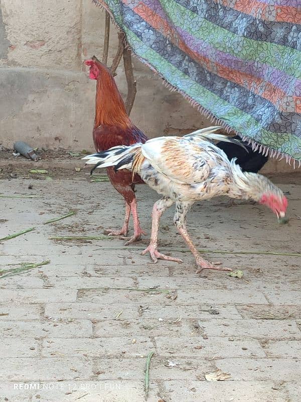 Aseel Hens || Aseel Rooster 7