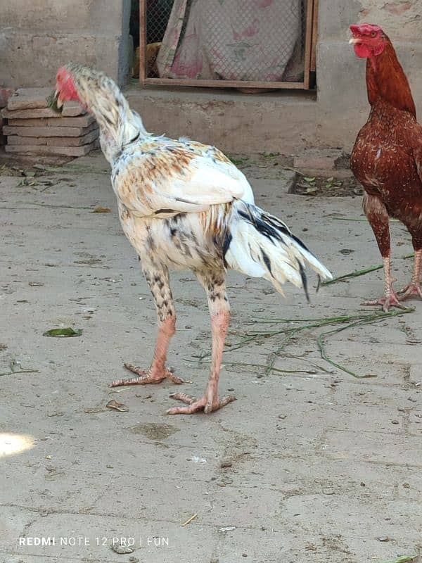 Aseel Hens || Aseel Rooster 8