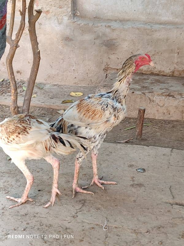 Aseel Hens || Aseel Rooster 9