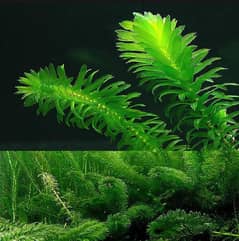 Aquarium Plants and Aquarium River Sand | Low tech aquatic plants