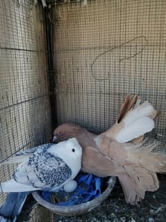 Yellow fantail and sentient cross breeding pair