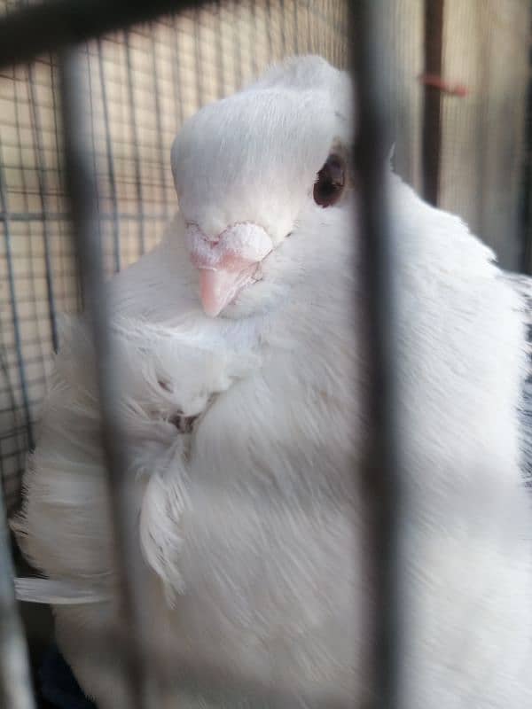 Yellow fantail and sentient cross breeding pair 1