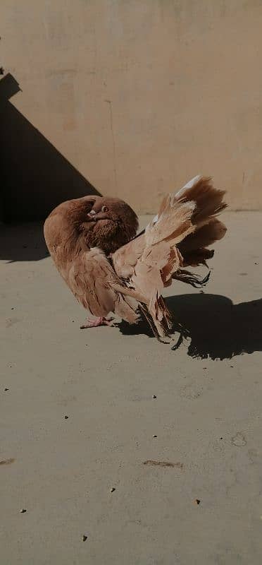 Yellow fantail and sentient cross breeding pair 2