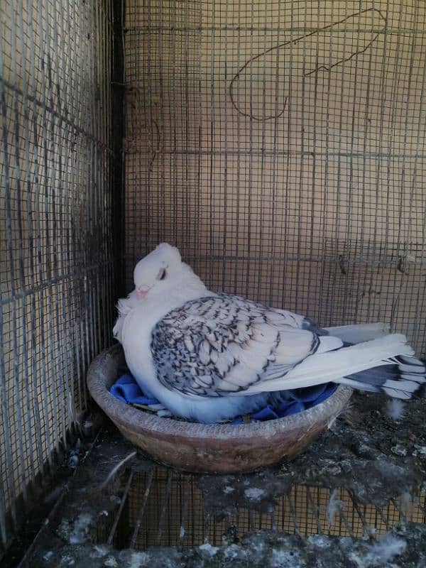 Yellow fantail and sentient cross breeding pair 4