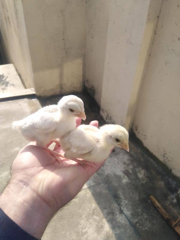 Hera chicks 2