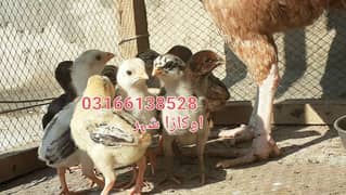 pure aseel chicks age 15 days