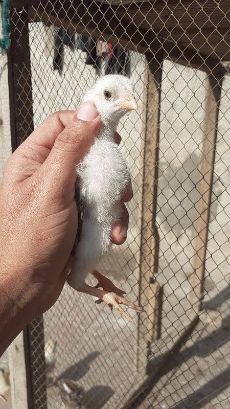 pure aseel chicks age 15 days 2