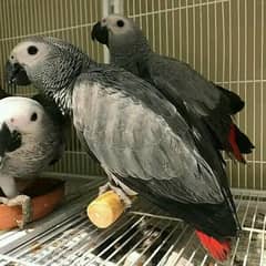 African grey parrot tricks for sale 03=37=860=31=89