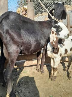 female with female baby urgant sale