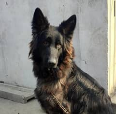 Black German Shepherd | Long Coat gsd male | Dog | GSD for Sale