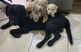 Labrador puppies