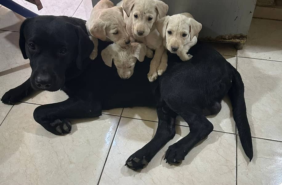 Labrador puppies 0