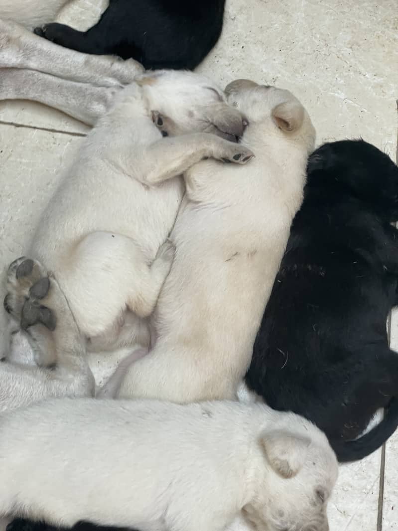 Labrador puppies 1