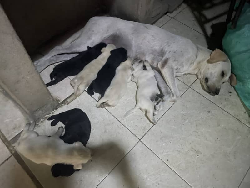 Labrador puppies 2