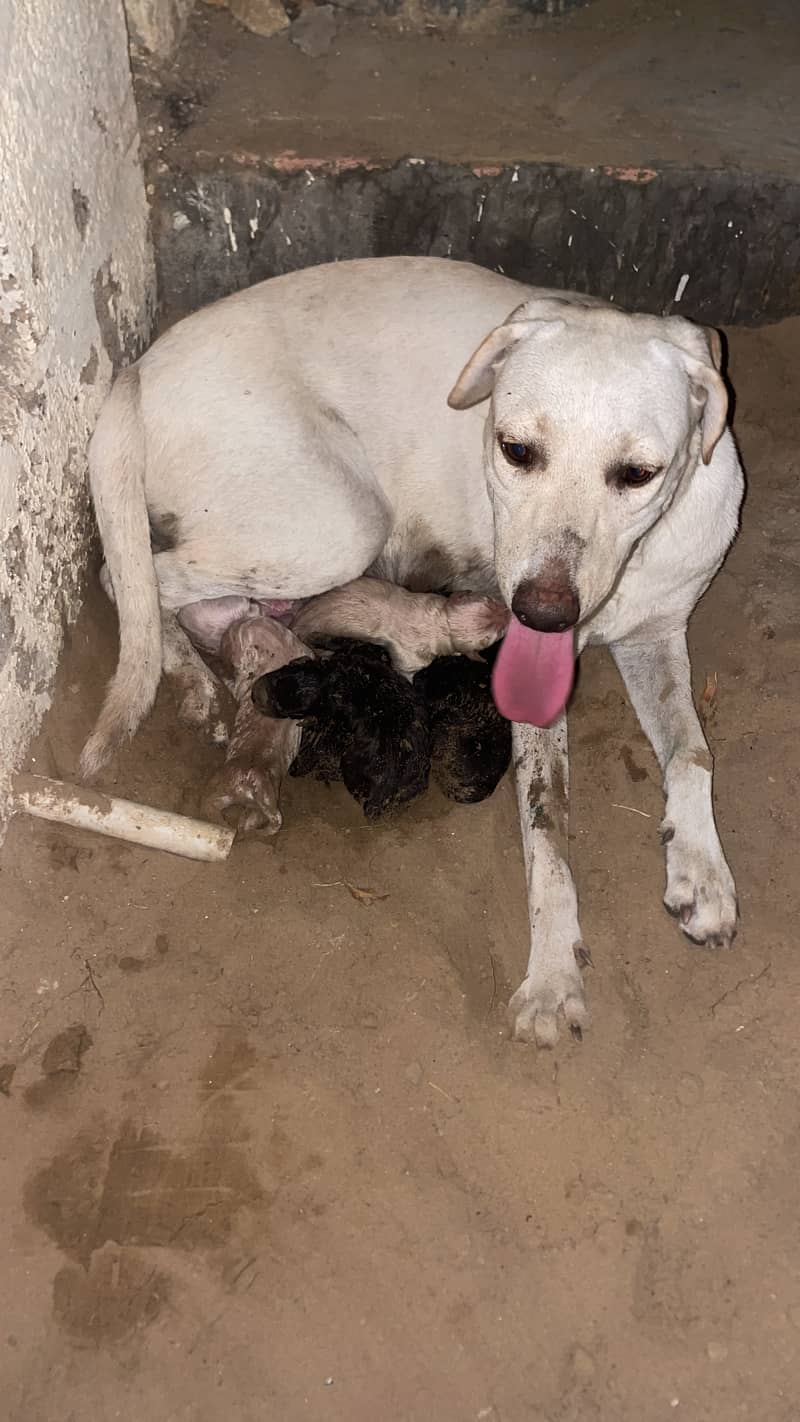 Labrador puppies 3