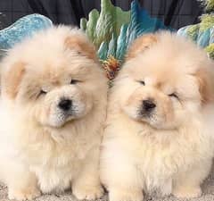 Chow Chow and Pomeranian