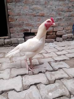 Heera murga for sale whatapp 03175504062  call 03088879637