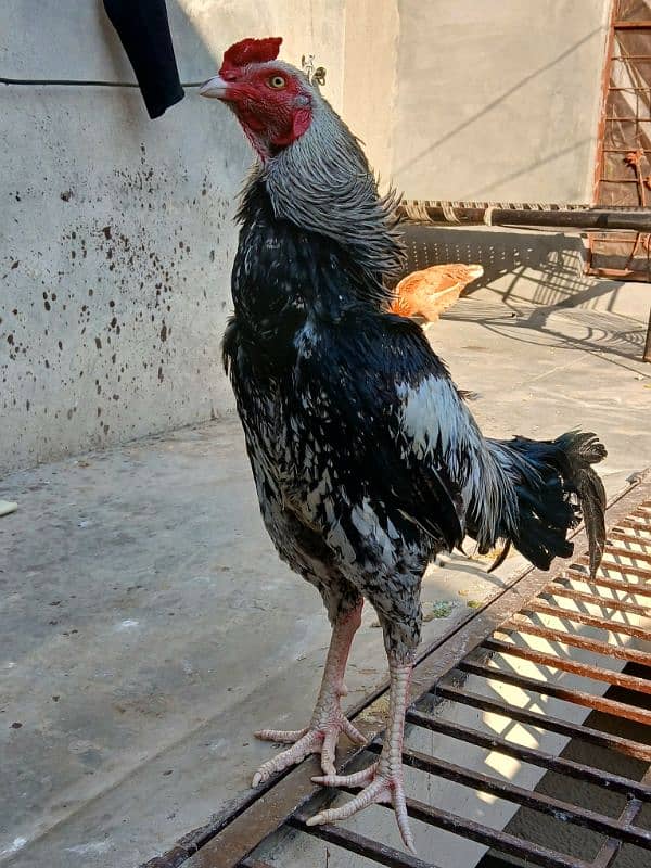 pair ready h or breed bi karta h egg bi deti h hen 03034348089 0