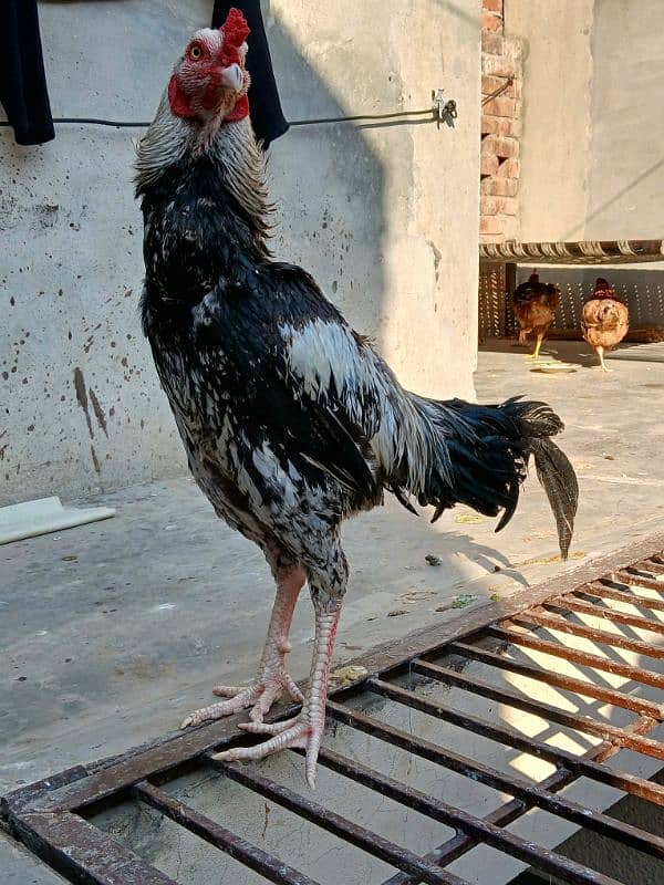 pair ready h or breed bi karta h egg bi deti h hen 03034348089 1