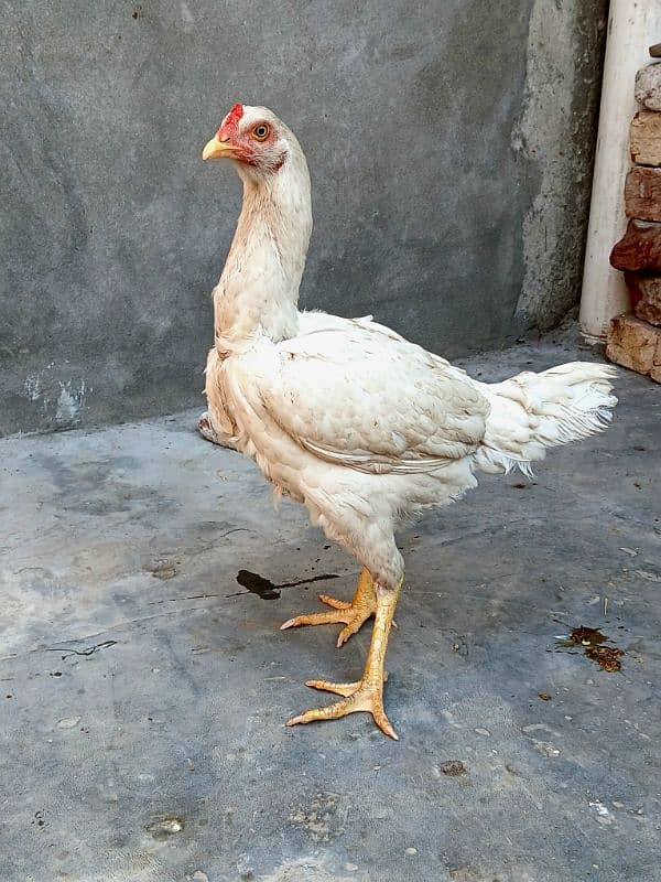 pair ready h or breed bi karta h egg bi deti h hen 03034348089 2