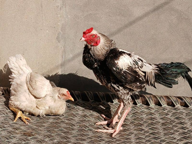 pair ready h or breed bi karta h egg bi deti h hen 03034348089 3