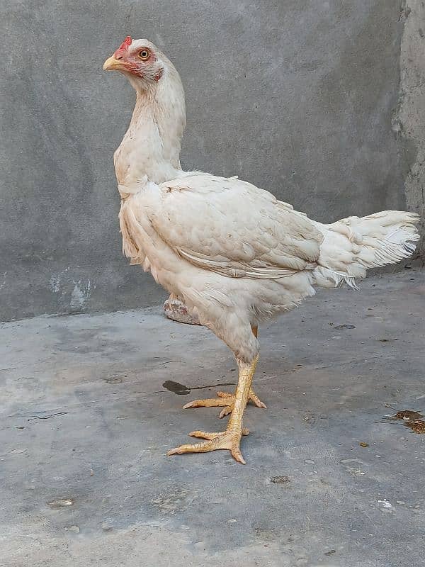 pair ready h or breed bi karta h egg bi deti h hen 03034348089 5