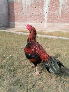 pure mianwali old blood line aseel rooster