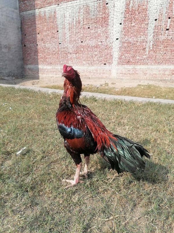 pure mianwali old blood line aseel rooster 1