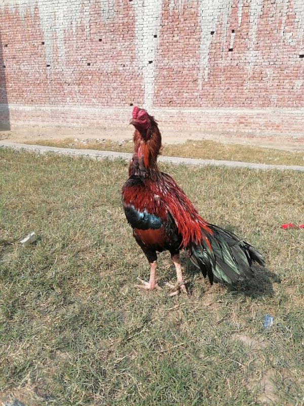 pure mianwali old blood line aseel rooster 2