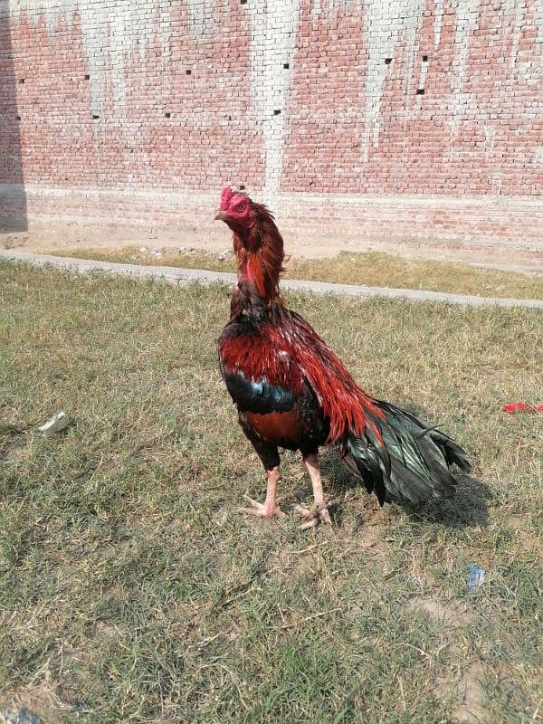 pure mianwali old blood line aseel rooster 3