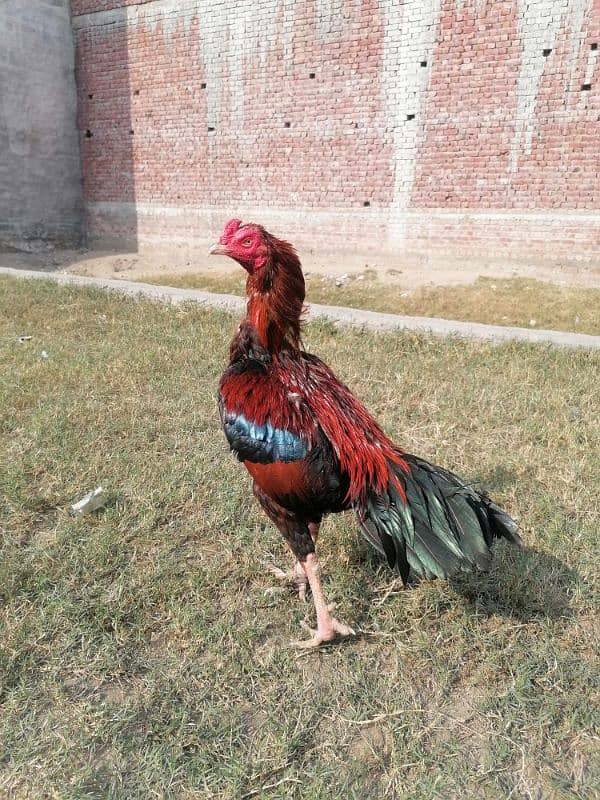 pure mianwali old blood line aseel rooster 4