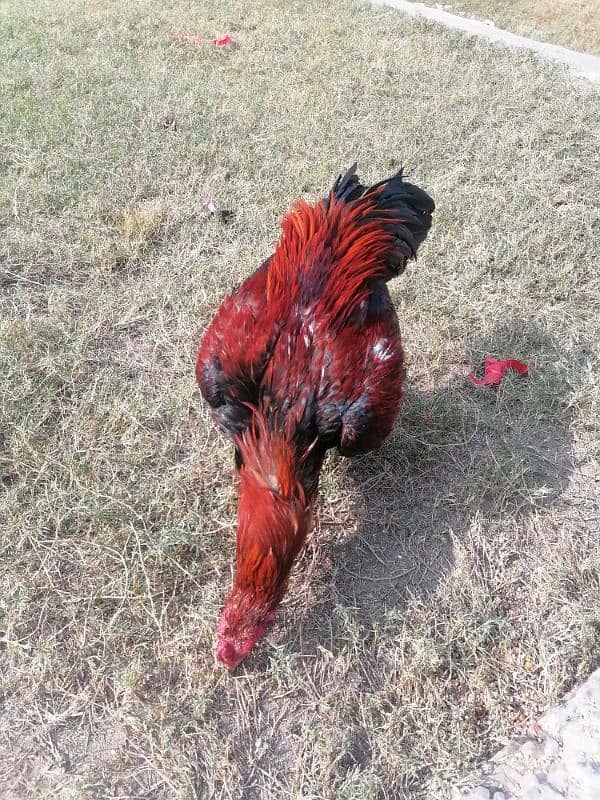 pure mianwali old blood line aseel rooster 5