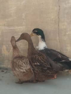 duck for sale