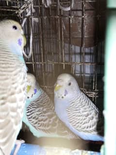 budgie parrots for sale